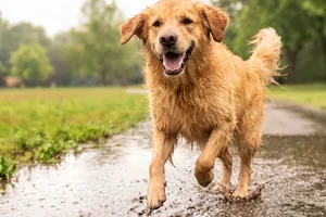 Bereit für tierische Herbst-Abenteuer? 🐾🍂