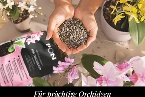 So fördern Sie das Wachstum Ihrer Orchidee
