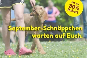 😄 Jetzt klicken und September-Rabatt sichern!